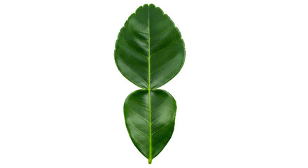 Fototapeta premium A single fresh green kaffir lime leaf isolated on a transparent background