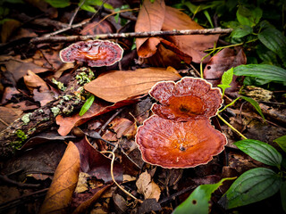 Mushrooms found in the Umphang Doi Hua Mot Wildlife Sanctuary, Umphang District, Tak Province