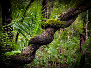 This is a flowering plant found in Umphang Wildlife Sanctuary, Doi Hua Mot, Umphang District, Tak Province, Thailand.