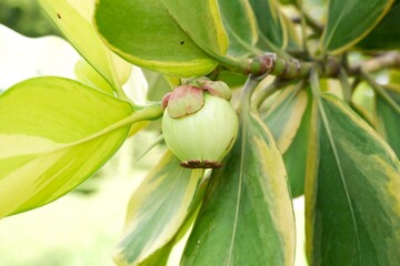 Balsam apple in the garden