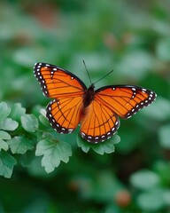 Naklejka premium Macro Close Up of Monarch Butterfly with Open Wings on Green Foliage Natural Lighting