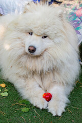A white big Samoyed holds an apple in its paws. High quality photo
