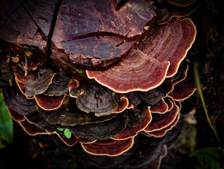 Mushrooms found in the Umphang Doi Hua Mot Wildlife Sanctuary, Umphang District, Tak Province