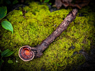 Mushrooms found in the Umphang Doi Hua Mot Wildlife Sanctuary, Umphang District, Tak Province