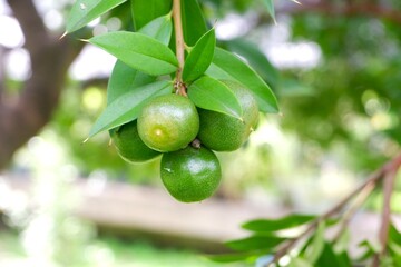 The fruits of Jacquinia pungens hanging from the tree in the garden.