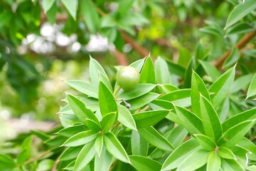 The fruit of jacquinia pungens in the garden