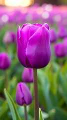 Fototapeta premium Close-up of a vibrant purple tulip (1)