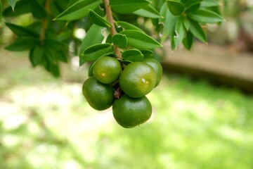The fruits of Jacquinia pungens hanging from the tree.