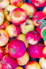 lots of red and yellow apples. High quality photo