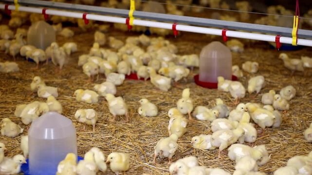 baby chicken at a poultry. Chicken farm, broiler house hen food egg farming meat nature industry factory