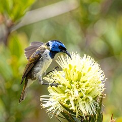 Obraz premium Close-up of a colorful bird on a flower