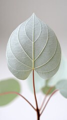 Closeup leaf detail
