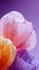Close up colorful flower petals