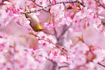 満開の桜と可愛いメジロ