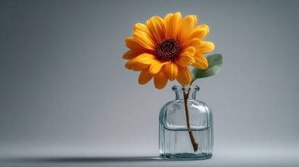 Close-up of a vibrant yellow sunflower with dark center in a clear glass vase with water on a plain gray background, minimalistic floral decor, natural lighting