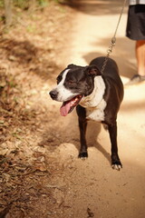 happy dog walking in nature