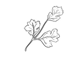 cilantro digital illustration drawing isolated