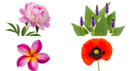 Four different types of flowers isolated on transparent background