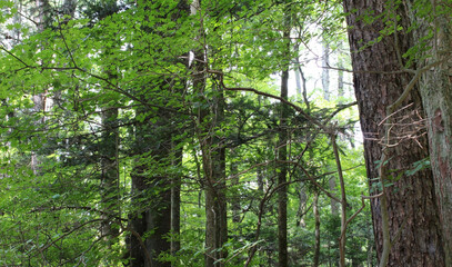 Trees with beautiful bright leaves lit by the sunlight in summer. Trees with lush green leaves in...