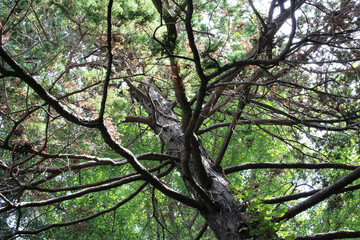Old tree with beautiful branches in natural forest. Tree branches with lush green leaves and brown dead leaves in sunny day background.