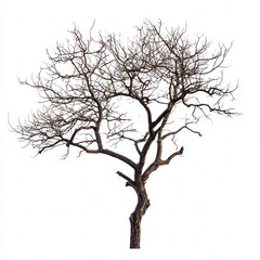 Fototapeta premium Dead tree photography branches isolated.