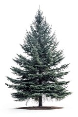 Fototapeta premium Black spruce tree background isolated pine.