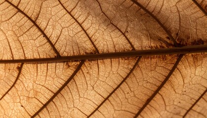Obraz premium Detailed close-up of a dried leaf's veins