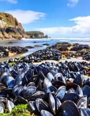 Mussels on a rocky beach