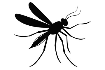 spider on a white background