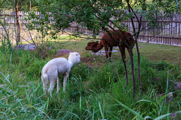 Alpacas in the Gardens of Trauttmansdorff Castle near Merano, South Tyrol, Italy