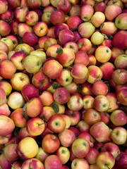 Fresh red and yellow apples top view, rich in vitamins and fiber, healthy fruit for diet, nutrition, harvest, market and food background concepts.