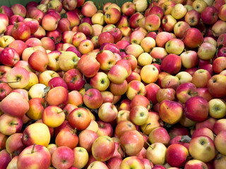 Fresh red and yellow apples top view, rich in vitamins and fiber, healthy fruit for diet, nutrition, harvest, market and food background concepts.