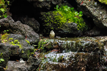 日本最小の鳥可愛いキクイタダキ（ウグイス科）
英名学名：Goldcrest, Cercopithecus cephus,
山梨県富士吉田市大洞の水場-2025
山中湖の別荘地内にある水場。
崖から美しい清水が湧くポイントで、古くから登山者が水を飲んだり、野鳥が水浴びをしたりする。
