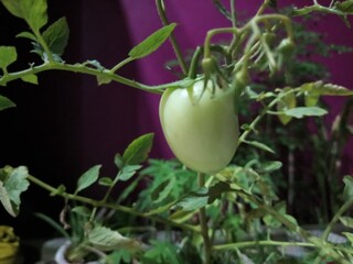 tomato on the vine