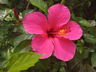 pink hibiscus flower