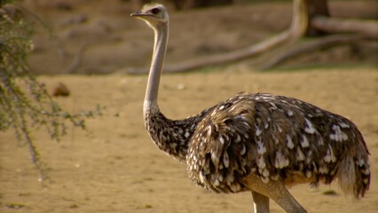 Ostrich in the wild