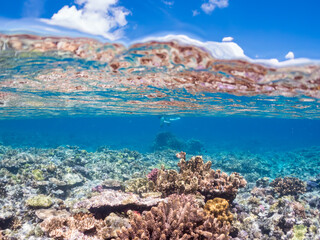 素晴らしいサンゴ礁と魚群の半水面撮影。
巨大なサンゴ礁と熱帯魚の群れ。
沖縄県島尻郡慶良間諸島座間味島嘉比島-2025/6/27
