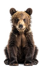 A young brown bear cub sits facing the camera against a white background (1)