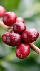 Obraz premium Macro Shot Of Ripe Red Coffee Cherries On A Branch With Green Foliage Background