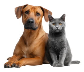 Brown dog sitting next to gray cat, isolated on transparent background
