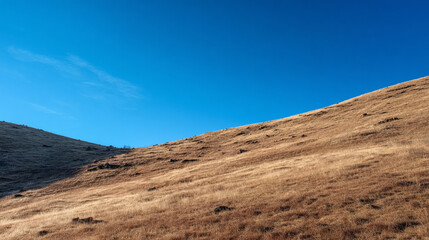 Fototapeta premium A golden sunlit hillside covered in dry grass slopes upward beneath a vast and brilliant clear blue sky