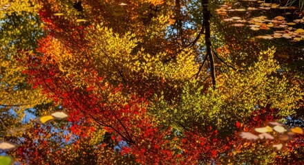 Autumn leaves reflecting in water with vibrant fall colors