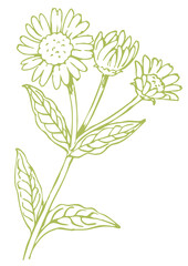 植物のスケッチ素材。野の草花。ベクターイラスト素材。