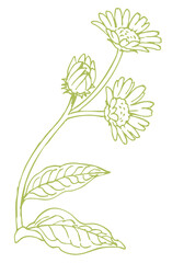 植物のスケッチ素材。野の草花。ベクターイラスト素材。
