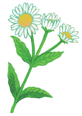 植物のスケッチ素材。野の草花。ベクターイラスト素材。
