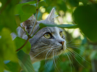 Intense Gray Cat Profile Peeking Through Green Leaves