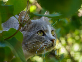 Intense Gray Cat Profile Peeking Through Green Leaves