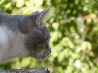 Focused Gray Cat Profile on Wood with Green Bokeh