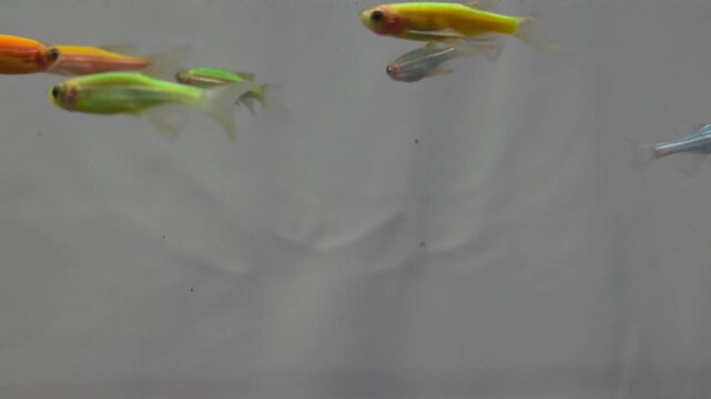Colorful longfin danio fish swimming gracefully in freshwater aquarium tank with clear background