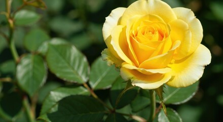 Close-up of a vibrant yellow rose in bloom, surrounded by lush green foliage.  The petals are a rich, sunny yellow, with subtle hints of orange at the center.  Soft sunlight illuminates the flower